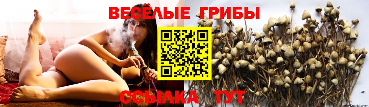 Псилоцибиновые грибы Cubensis  Галлюциногенные грибы ЛСД  Вход с VPN  Сибай 